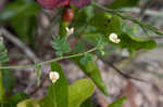 Sticky jointvetch